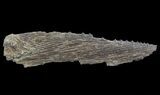 Cretaceous Swordfish (Protosphyraena) Pectoral Fin - Kansas #64125-1